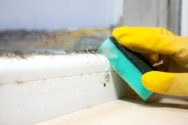 Best Attic Mold Removal  in Mogul, NV